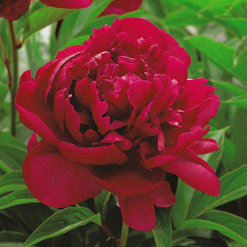 Пион травянистый Мадам Годишо