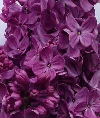 Сирень обыкновенная Маршал Соколовский