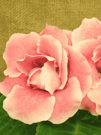 Глоксиния  Avanti Peach Rose