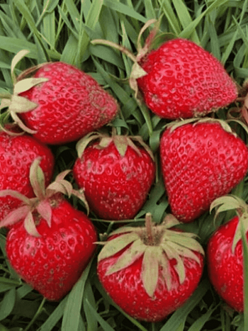 Земляника садовая Ламбада