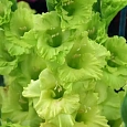Гладиолус Spring Green