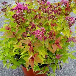 Спирея японская Sparking Carpet 