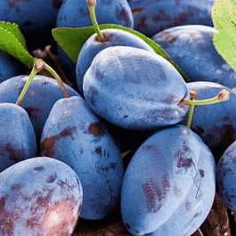 Слива домашняя Венгерка Новая