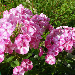 Флокс метельчатый Фрекл Ред Шейдз