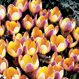 Крокус ботанический Эдванс