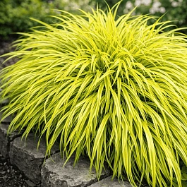 Хаконехлоа большая Aureola