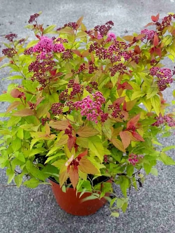 Спирея японская Sparking Carpet 