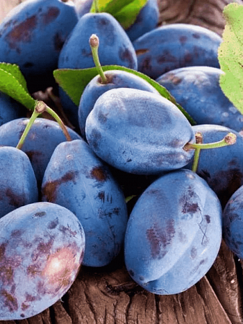 Слива домашняя Венгерка Новая