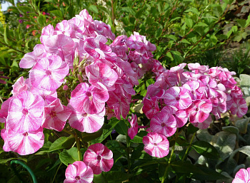 Флокс метельчатый Фрекл Ред Шейдз