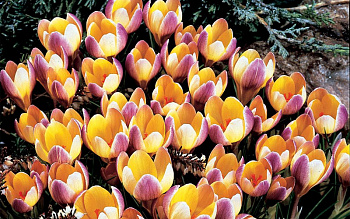 Крокус ботанический Эдванс