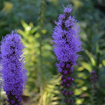 Лиатрис колосковый Блу Лиатрис колосковый Блу