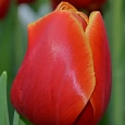 Тюльпан Verandi
