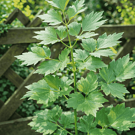 Любисток лекарственный