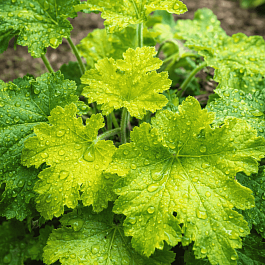 Гейхера Lemon love