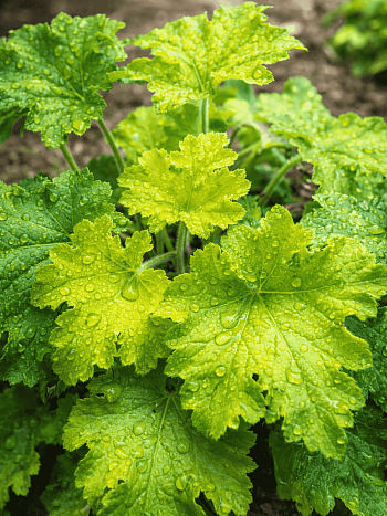 Гейхера Lemon love