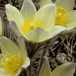 Прострел обыкновенный Bells White