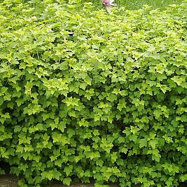 Смородина альпийская Шмидт