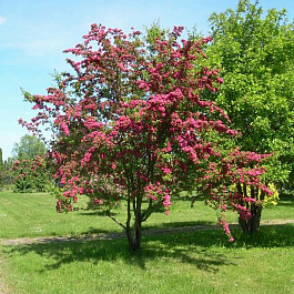 Боярышник обыкновенный Пауль Скарлет