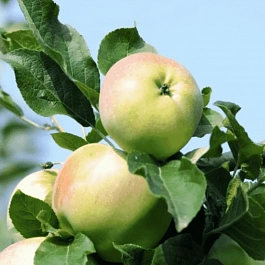 Яблоня Имрус