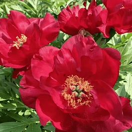 Пион ИТО Scarlet Heaven