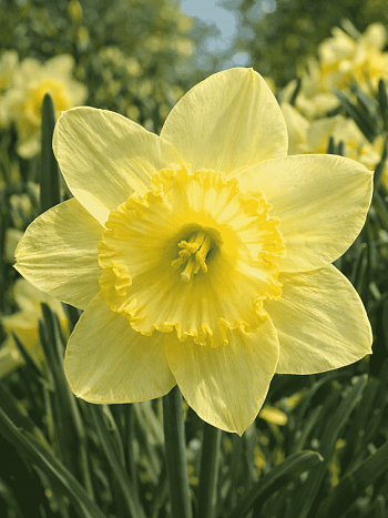 Нарцисс Saint Patrick' Day