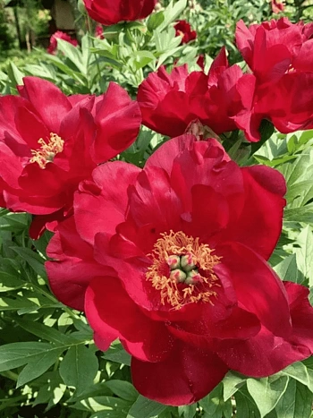 Пион ИТО Scarlet Heaven