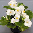 Бегония вечноцветущая зеленолистная Монза Вайт Бегония вечноцветущая зеленолистная Монза Вайт