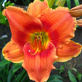 Лилейник гибридный Аванте Гарде