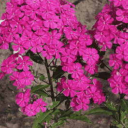 Флокс метельчатый Звездная Россыпь