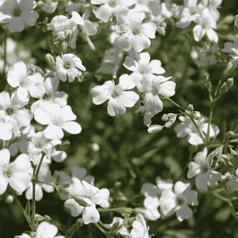 Гипсофила ползучая Filou White