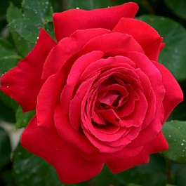 Роза канадская парковая Николас