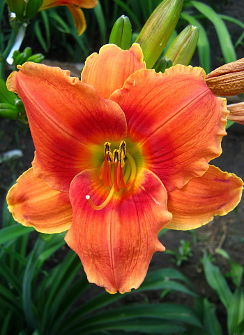 Лилейник гибридный Аванте Гарде