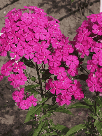 Флокс метельчатый Звездная Россыпь