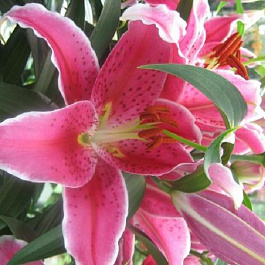 Лилия восточная горшечная Шоувиннер