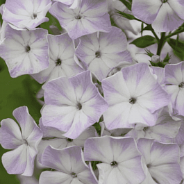 Флокс метельчатый Герман