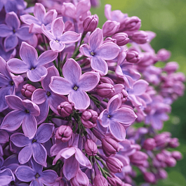 Сирень обыкновенная Сергей Рахманинов