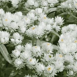 Анафалис трехжилковый Silver wave