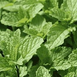 Мята пряная  Vert Mojito