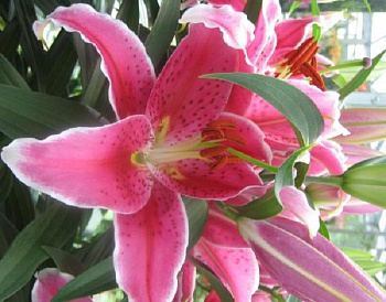 Лилия восточная горшечная Шоувиннер