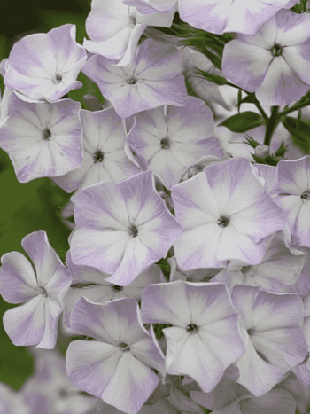 Флокс метельчатый Герман