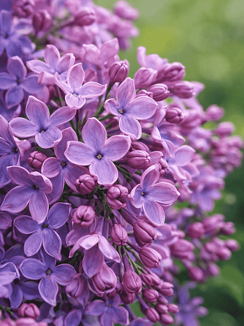 Сирень обыкновенная Сергей Рахманинов