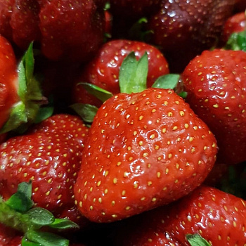 Земляника садовая Элианни