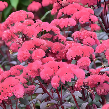Очиток (Седум) гибридный Sunsparkle Red Cauli