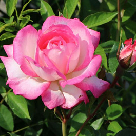 Роза плетистая Арлекин Роза плетистая Арлекин