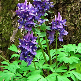 Хохлатка рассеченнолистная Pinuin