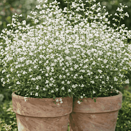 Душевик котовниковый Marvelette Blue