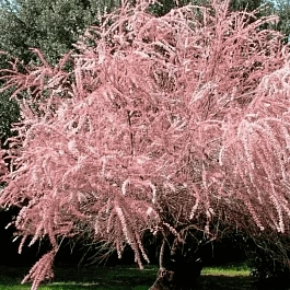 Тамарикс мелкоцветный