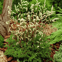 Волжанка петрушколистная Horatio