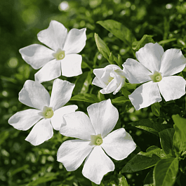 Барвинок малый Alba