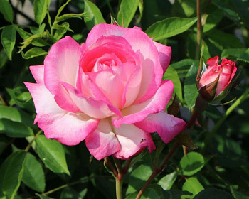 Роза плетистая Арлекин